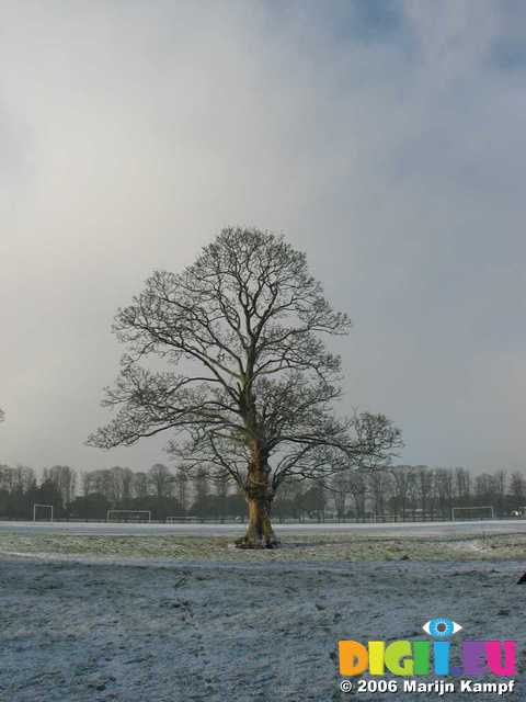 16565 Tree in snow